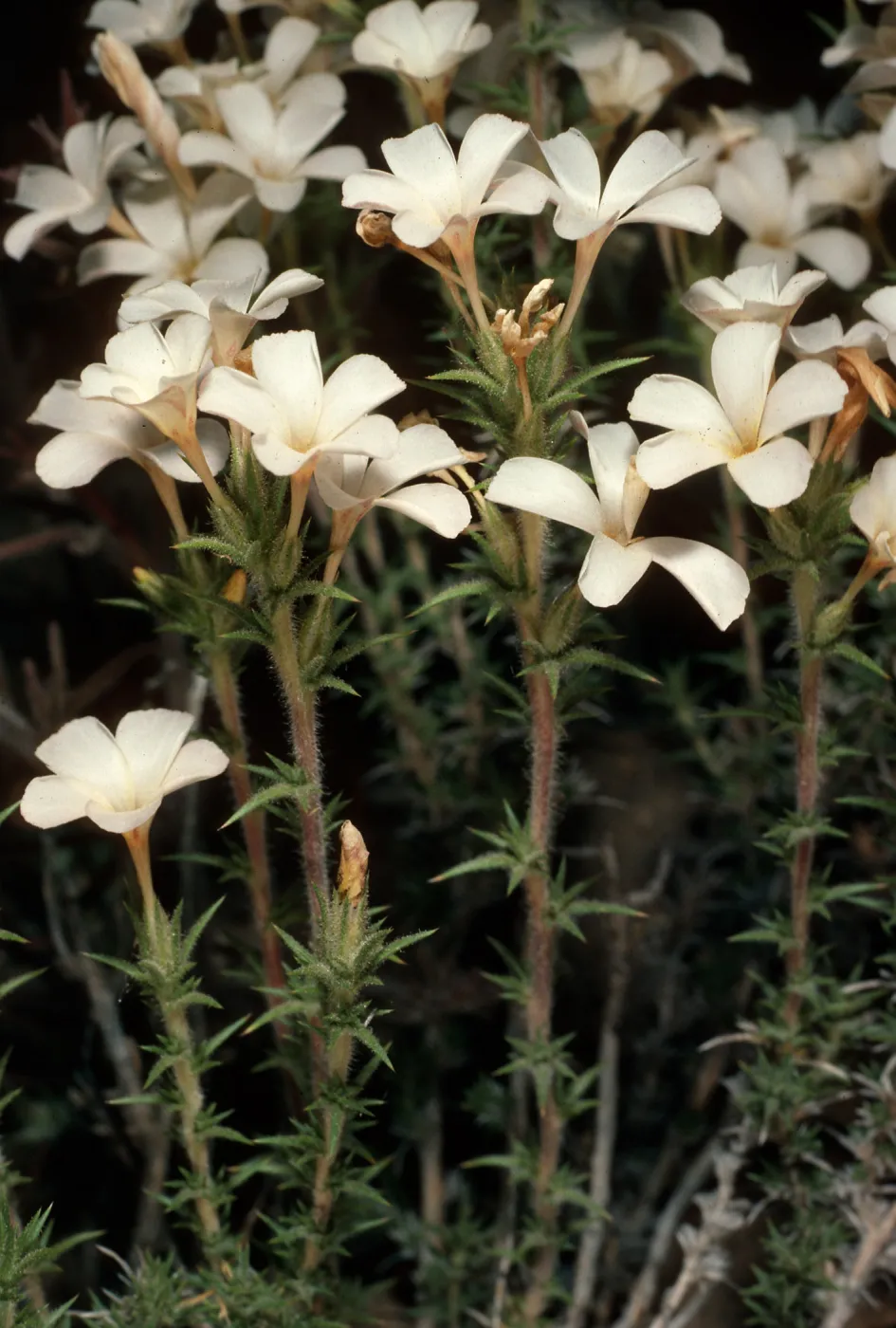 Leptodactylon pungens, Grandview campground, White Mountains, Inyo National Forest