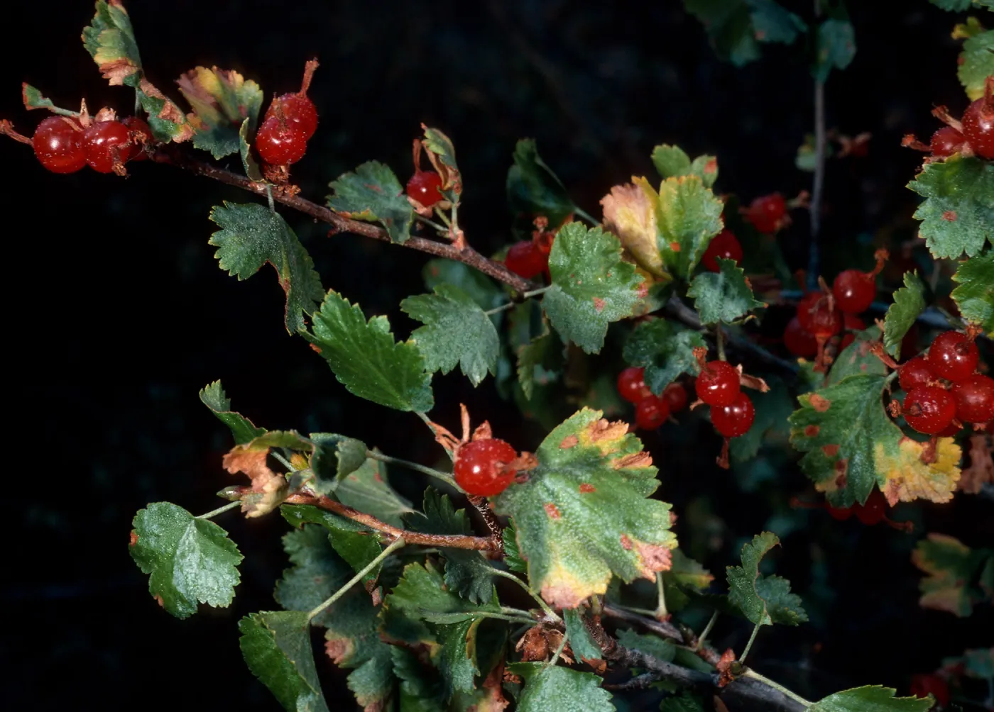 Ribes cereum, Mineral King, Sequoia National Park