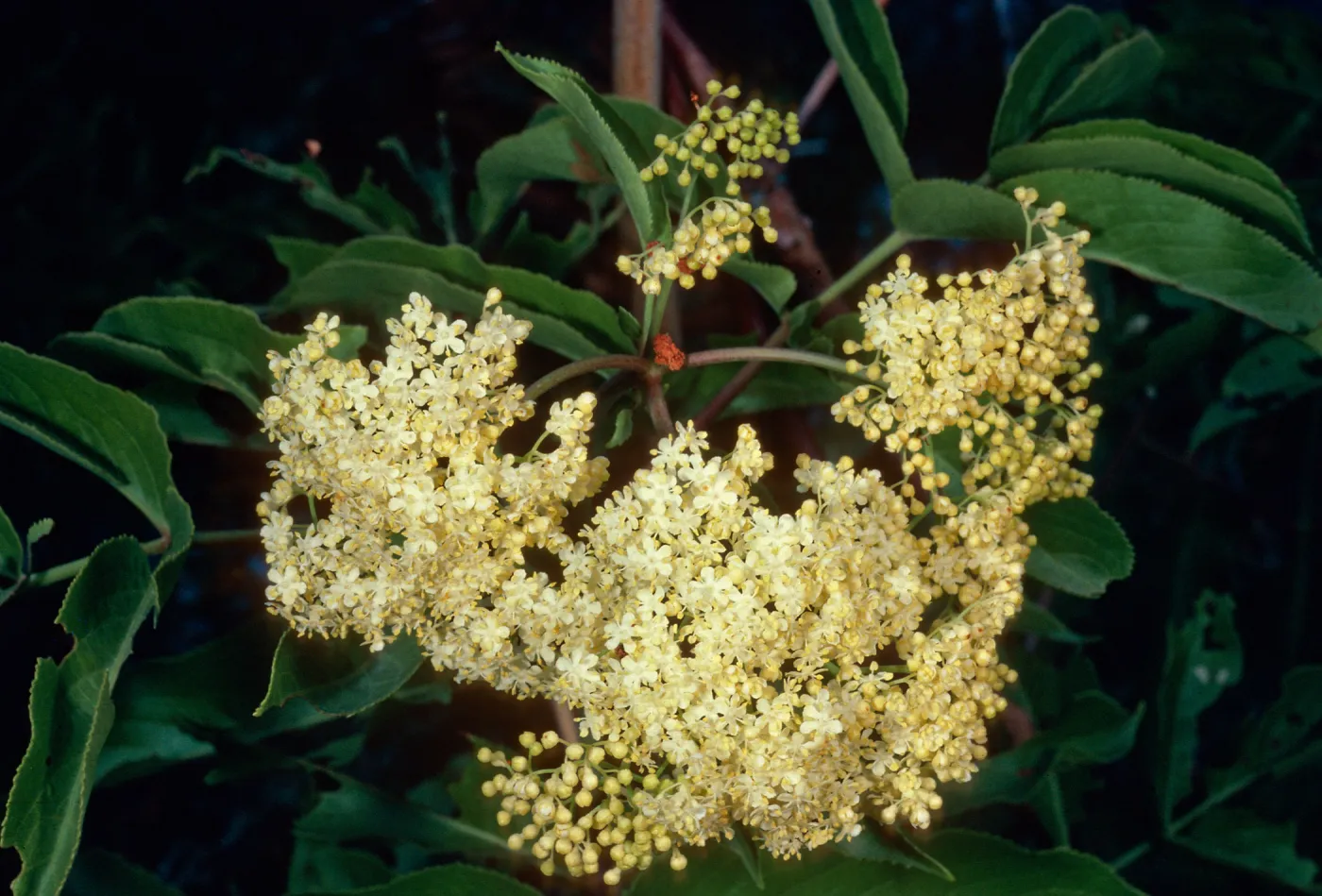 Sambucus microbotrys, Mineral King, Sequoia National Park