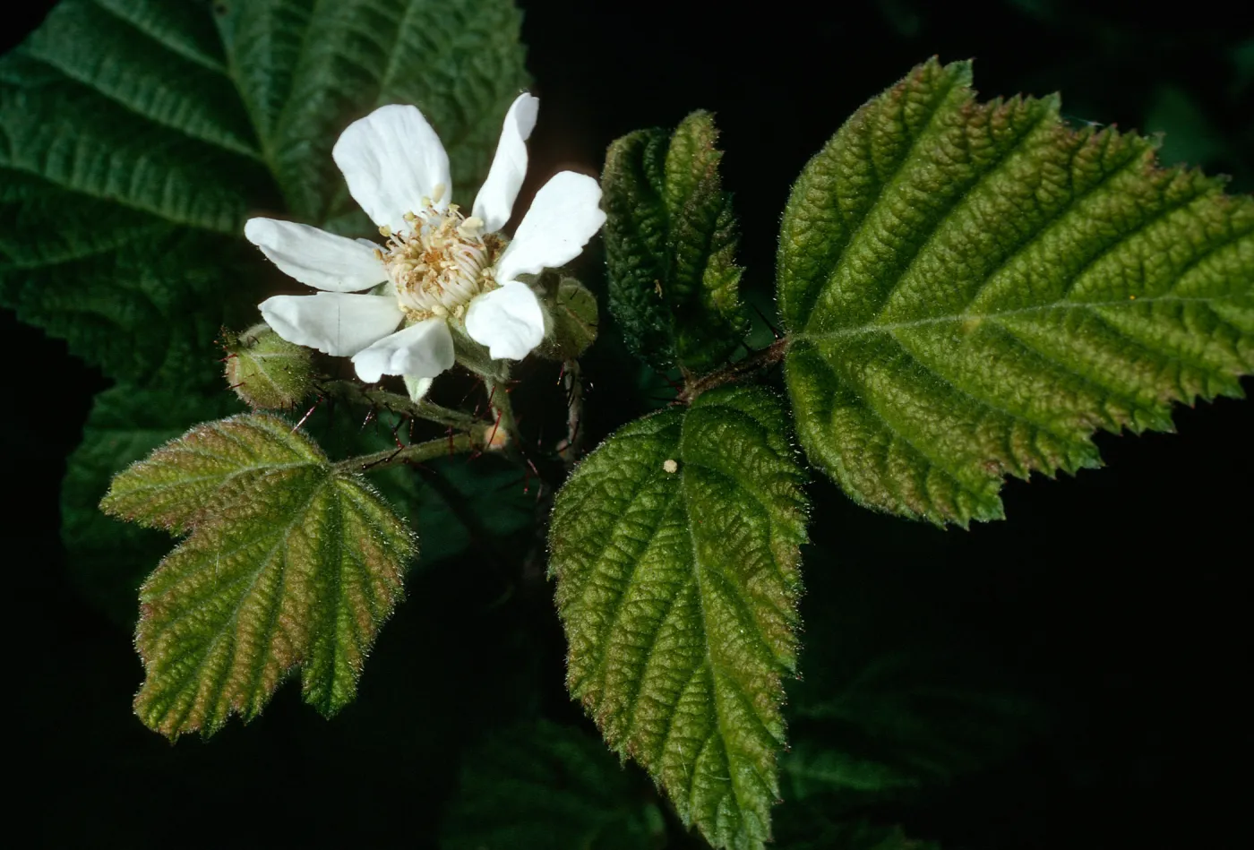 Rubus ursinus, California blackberry, Cold Spring Canyon, Santa Barbara County
