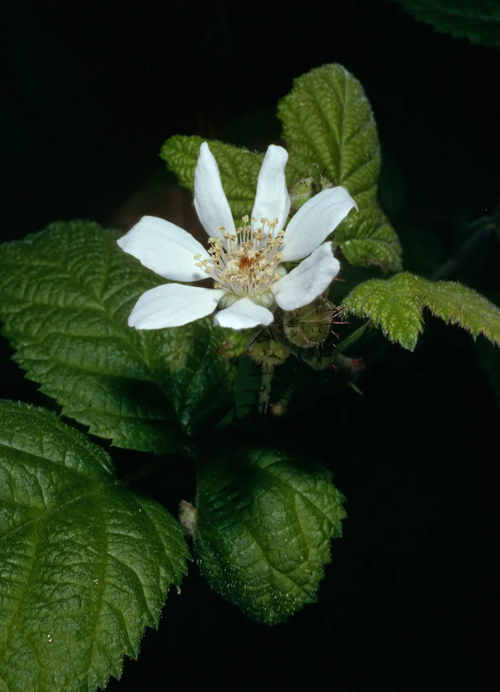 Rubus ursinus, Cold Spring Canyon, Santa Barbara County