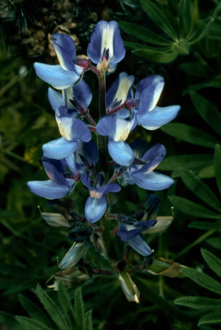 Lupinus guadalupensis, base of Eel Point grove, San Clemente Island