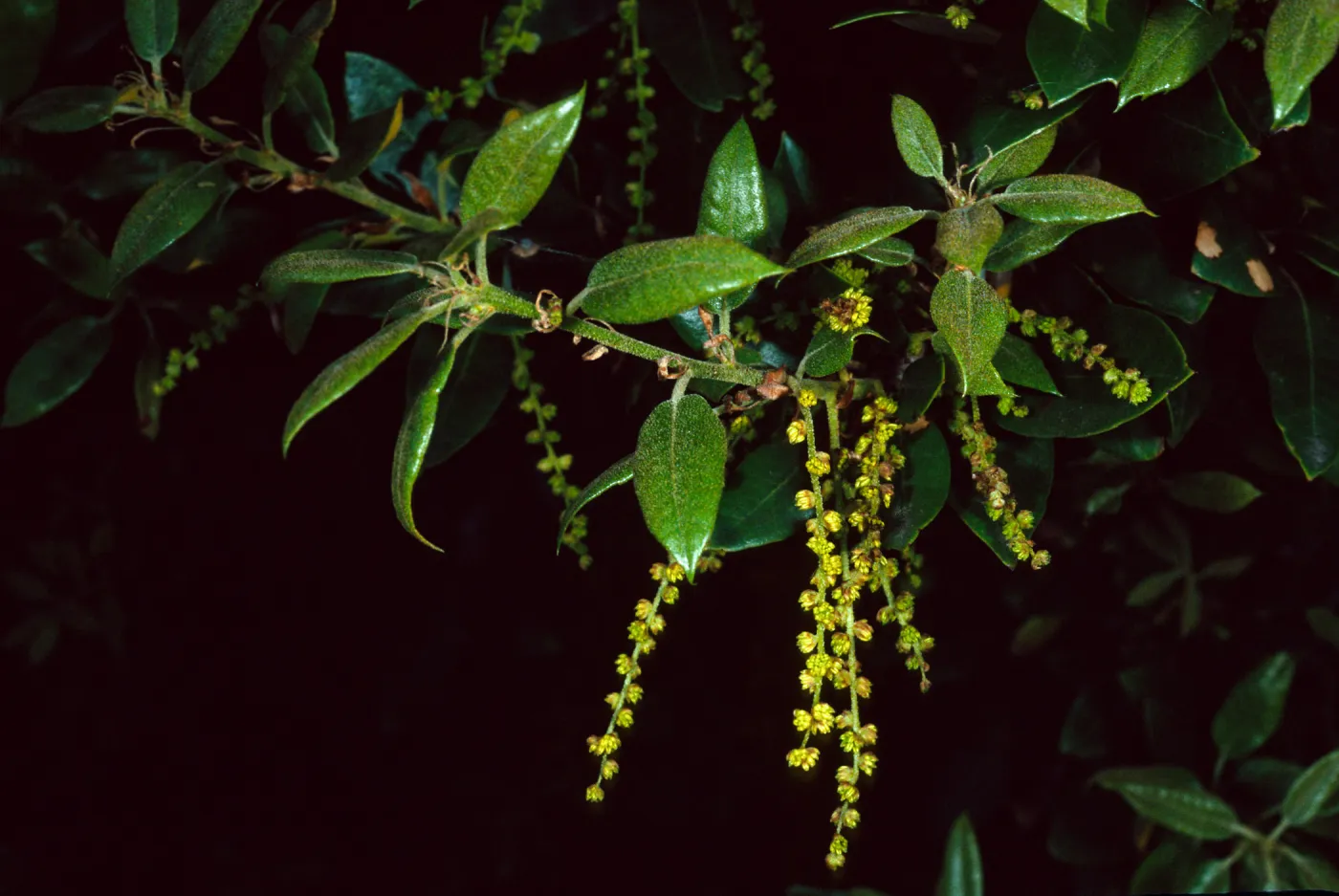 Quercus chrysolepis, West Camino Cielo, near Refugio Road, Santa Barbara County