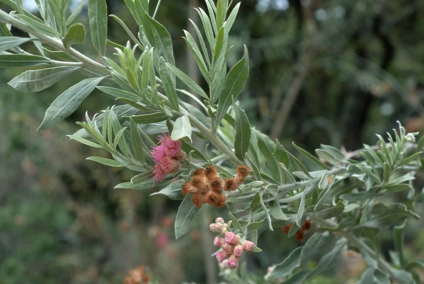 Pluchea sericea, Desert Section, Santa Barbara Botanic Garden