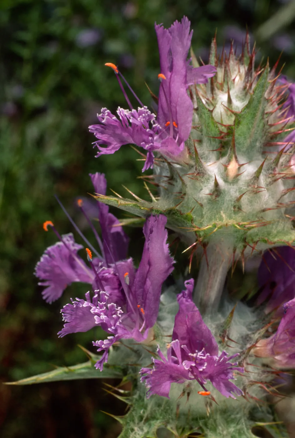 Salvia carduacea (Thistle Sage), Desert Section, Santa Barbara Botanic Garden