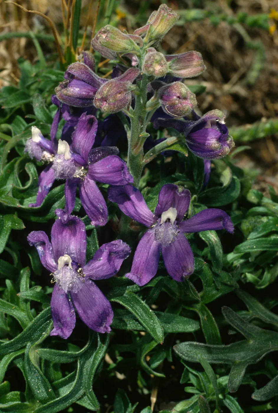 Delphinium parryi, Carrington Point, Santa Rosa Island