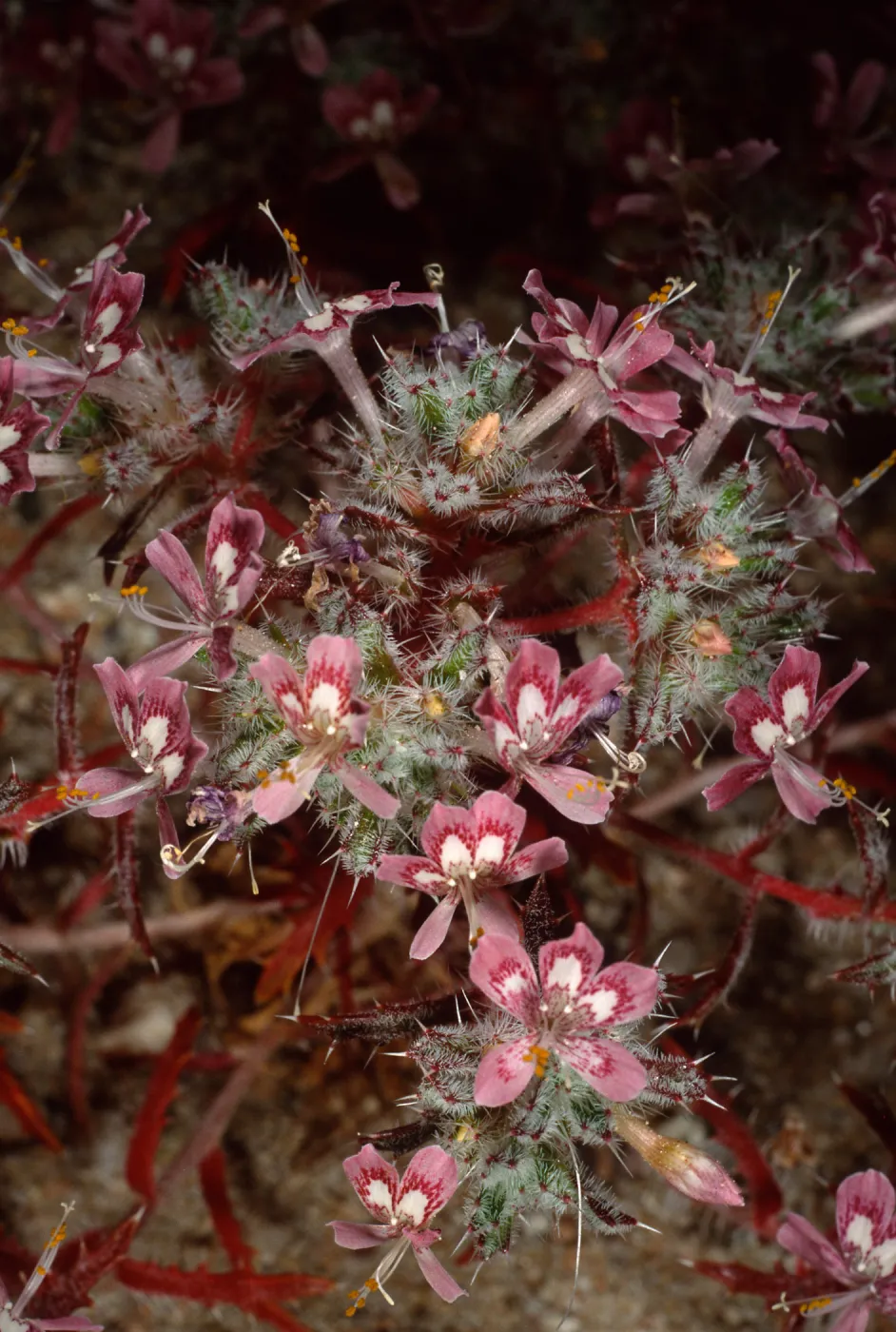 Loeseliastrum matthewsii, Red Rock Canyon State Park, Sierra Nevada