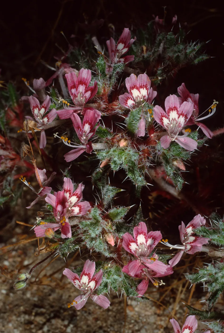 Loeseliastrum matthewsii, Red Rock Canyon State Park, Sierra Nevada