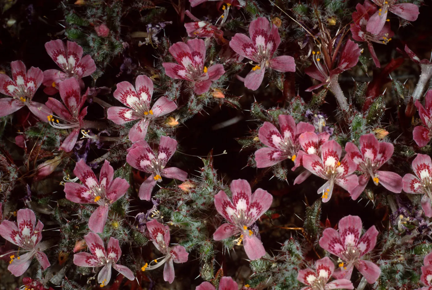 Loeseliastrum matthewsii, Red Rock Canyon State Park, Sierra Nevada
