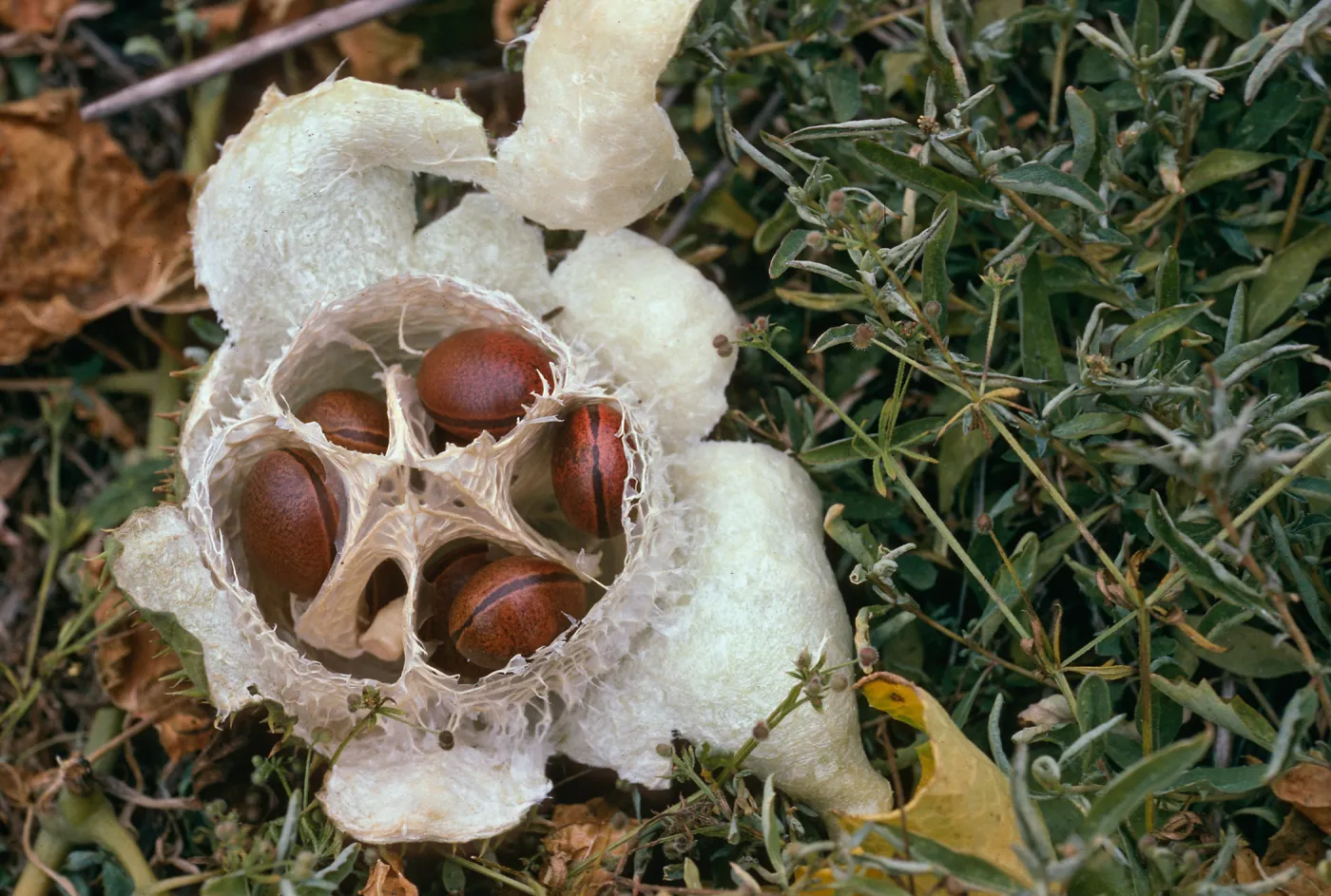 Marah fruit, Landing Cove, Santa Barbara Island