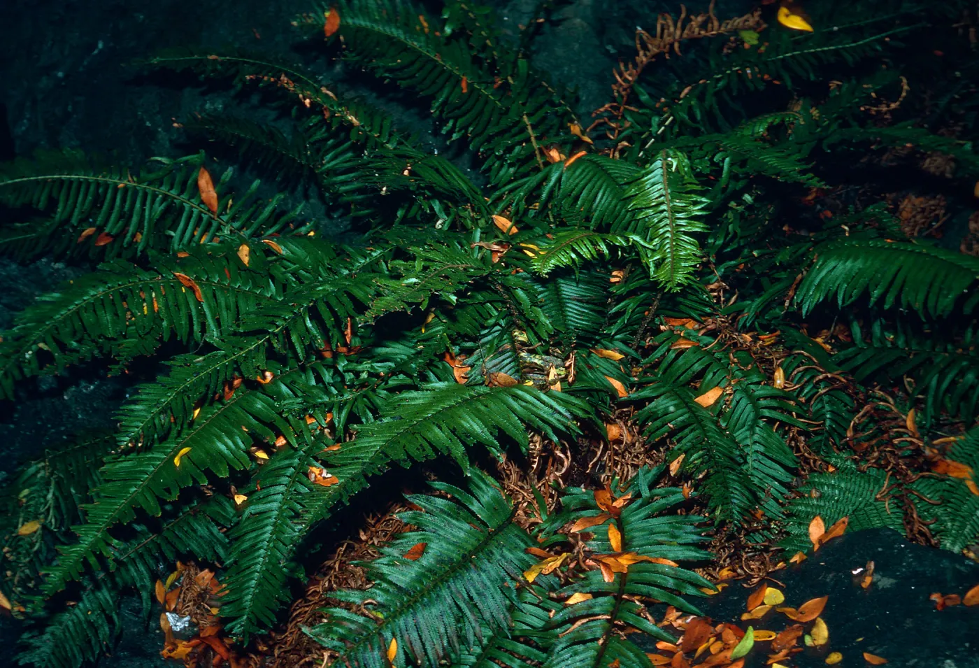 Polystichium munitum, Salmon Creek, Monterey County