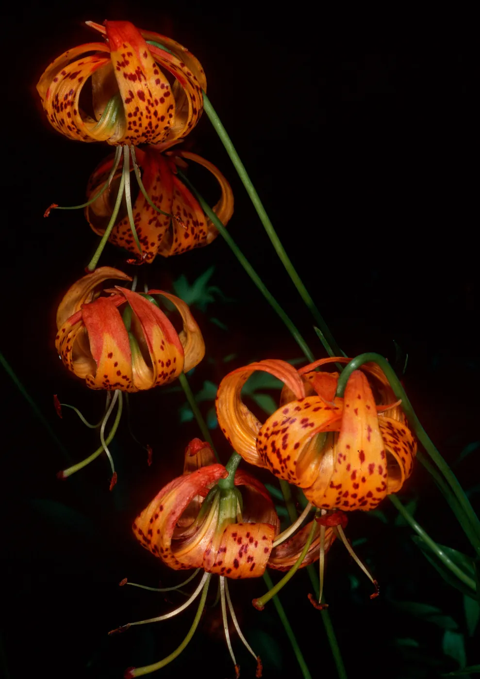 Lilium pardalinum below Lower Bear Camp, Sisquoc River