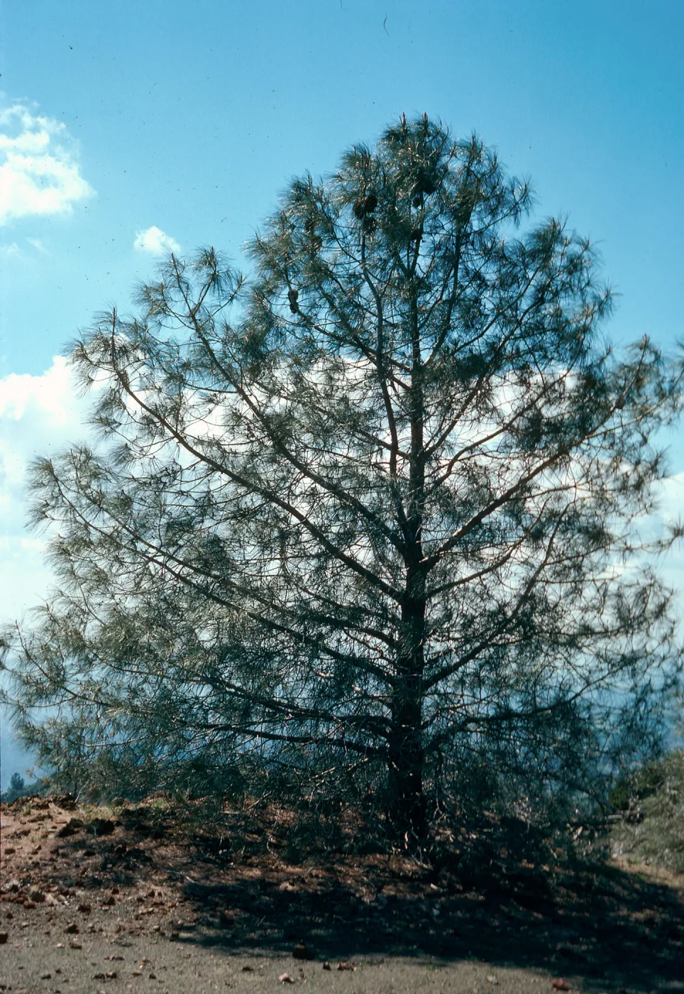 Pinus sabiniana, Figueroa Mountain Road, Los Padres National Forest