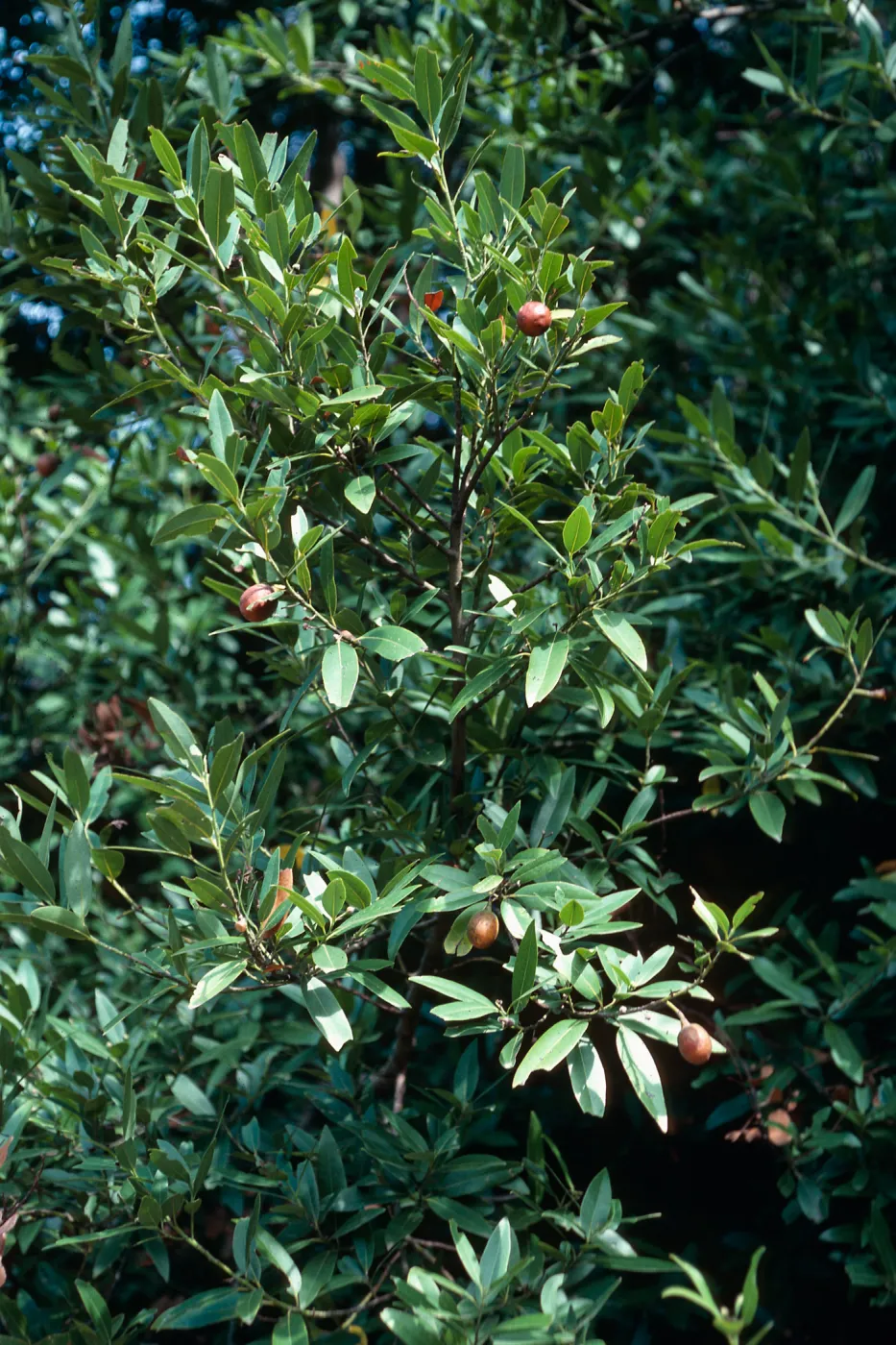 fruits, Umbellularia californica, Cold Spring Canyon, Santa Barbara County