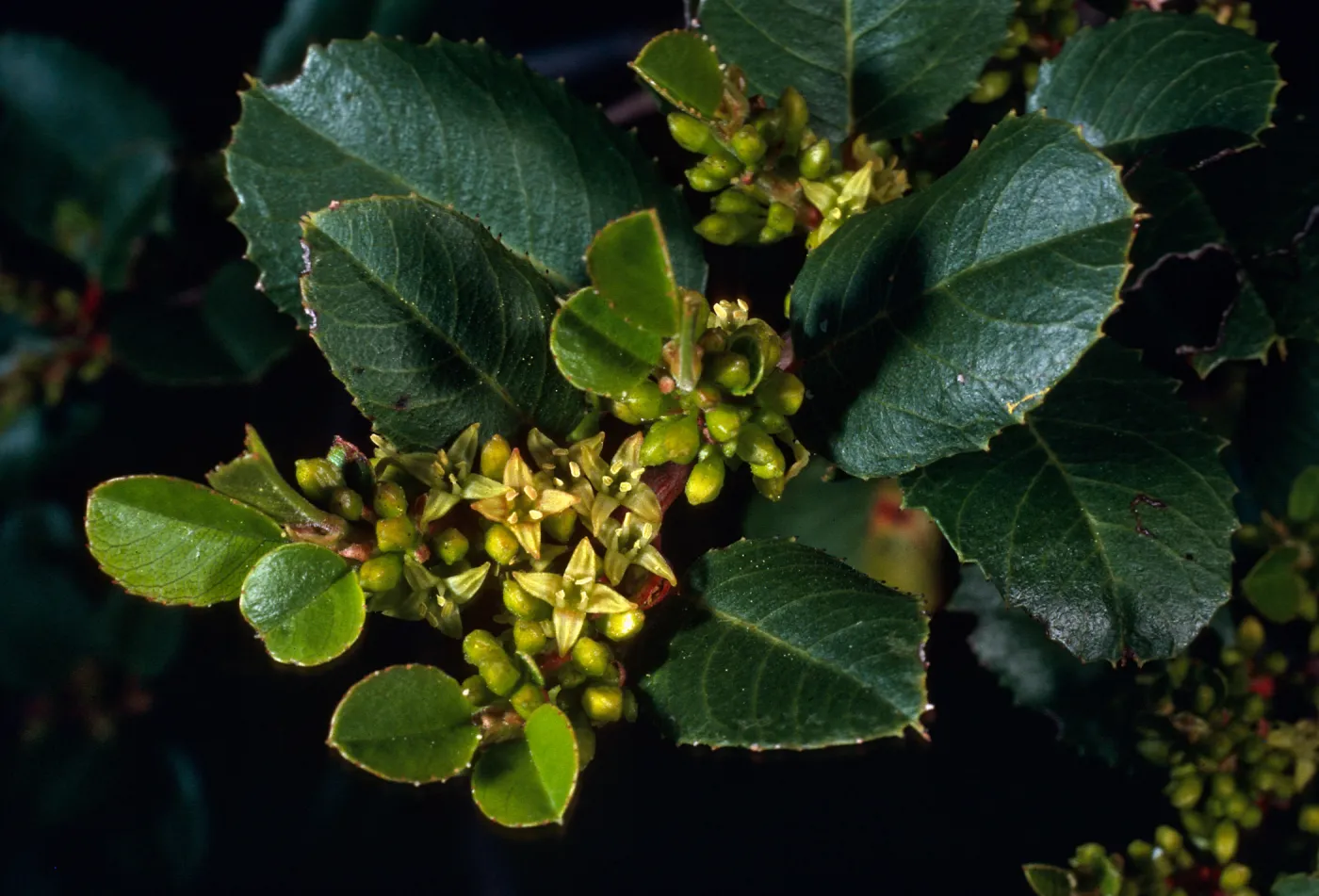 Rhamnus ilicifolia, Hollyleaf Redberry, Tunnel Trail, Santa Barbara County