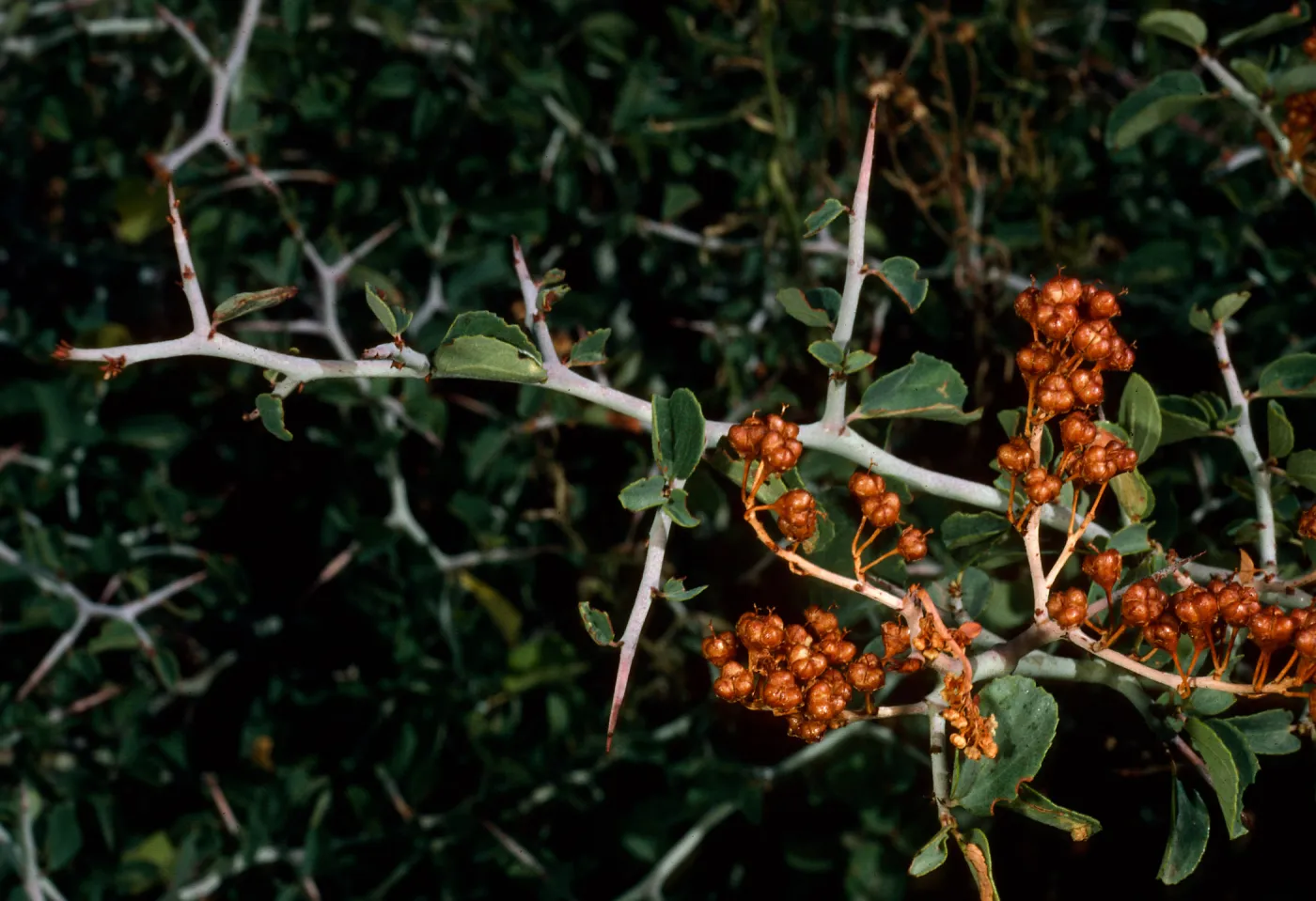 Ceanothus cordulatus, Mineral King, Sequoia National Park