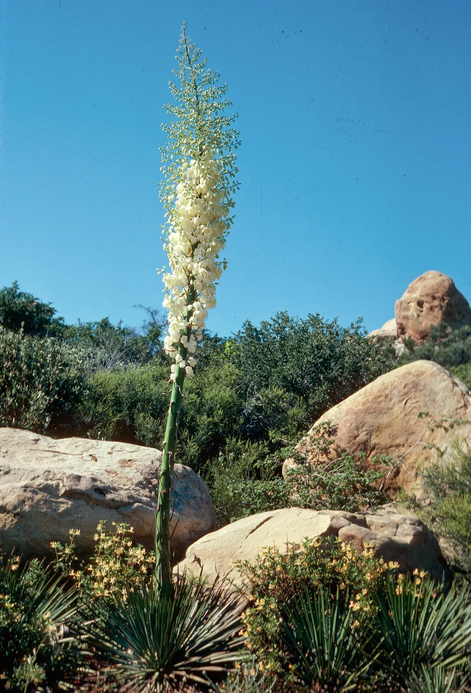 Yucca whipplei, West Camino Cielo, Santa Barbara County