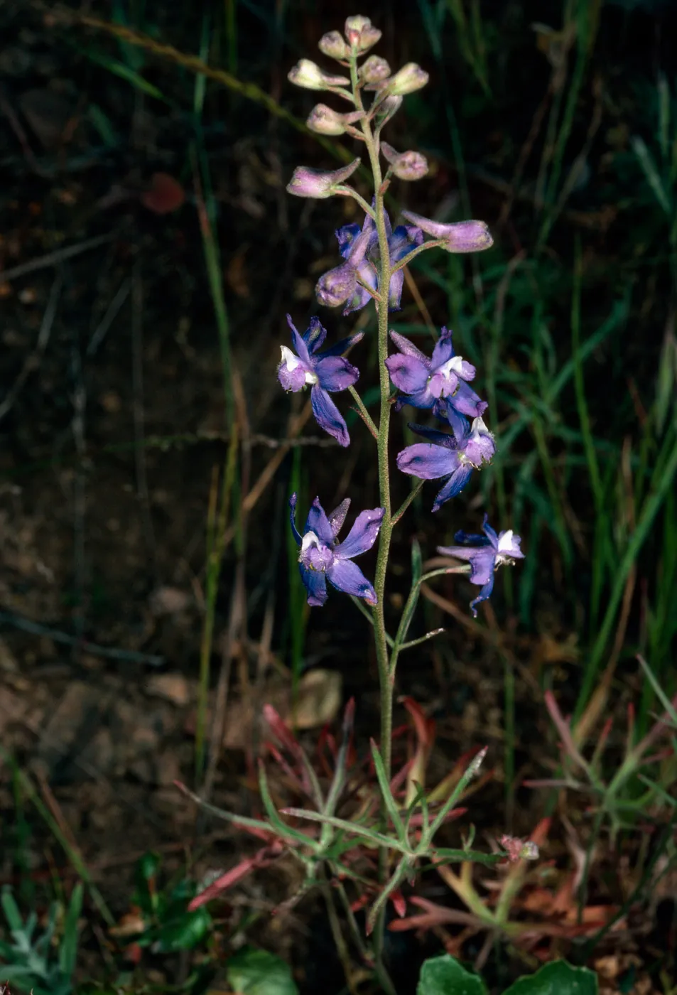 Delphinium parryi, Campo Raton, Santa Cruz Island
