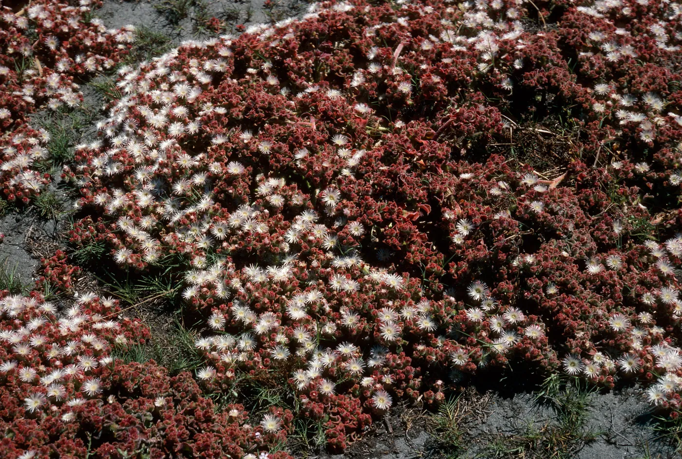 Mesembryanthemum crystallinum, Forneys Cove, Santa Cruz Island
