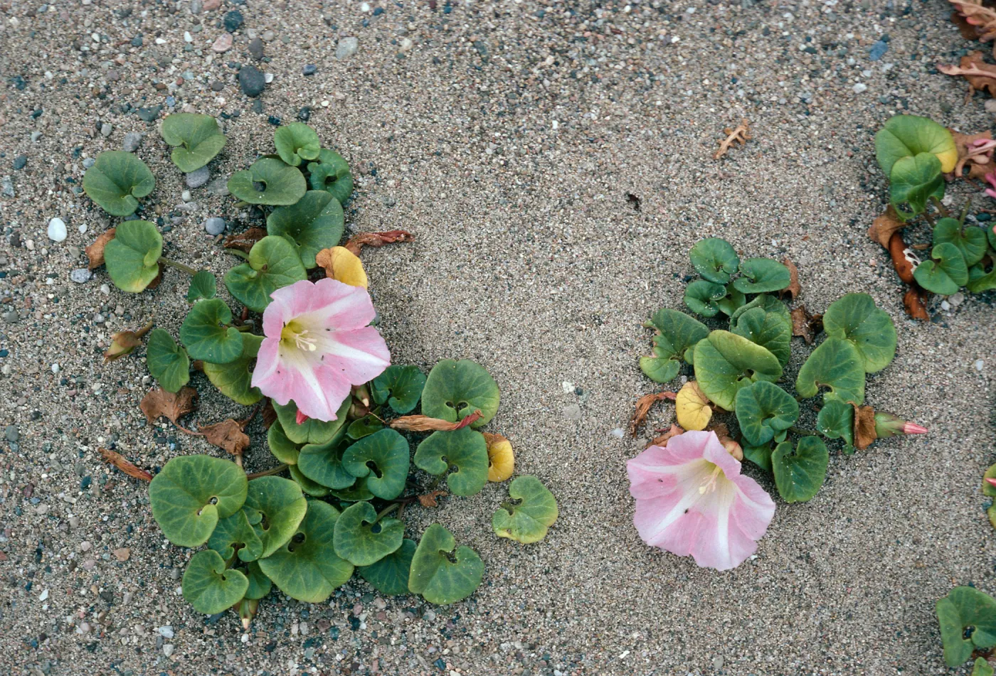 Calystegia soldanella, Santa Cruz Island