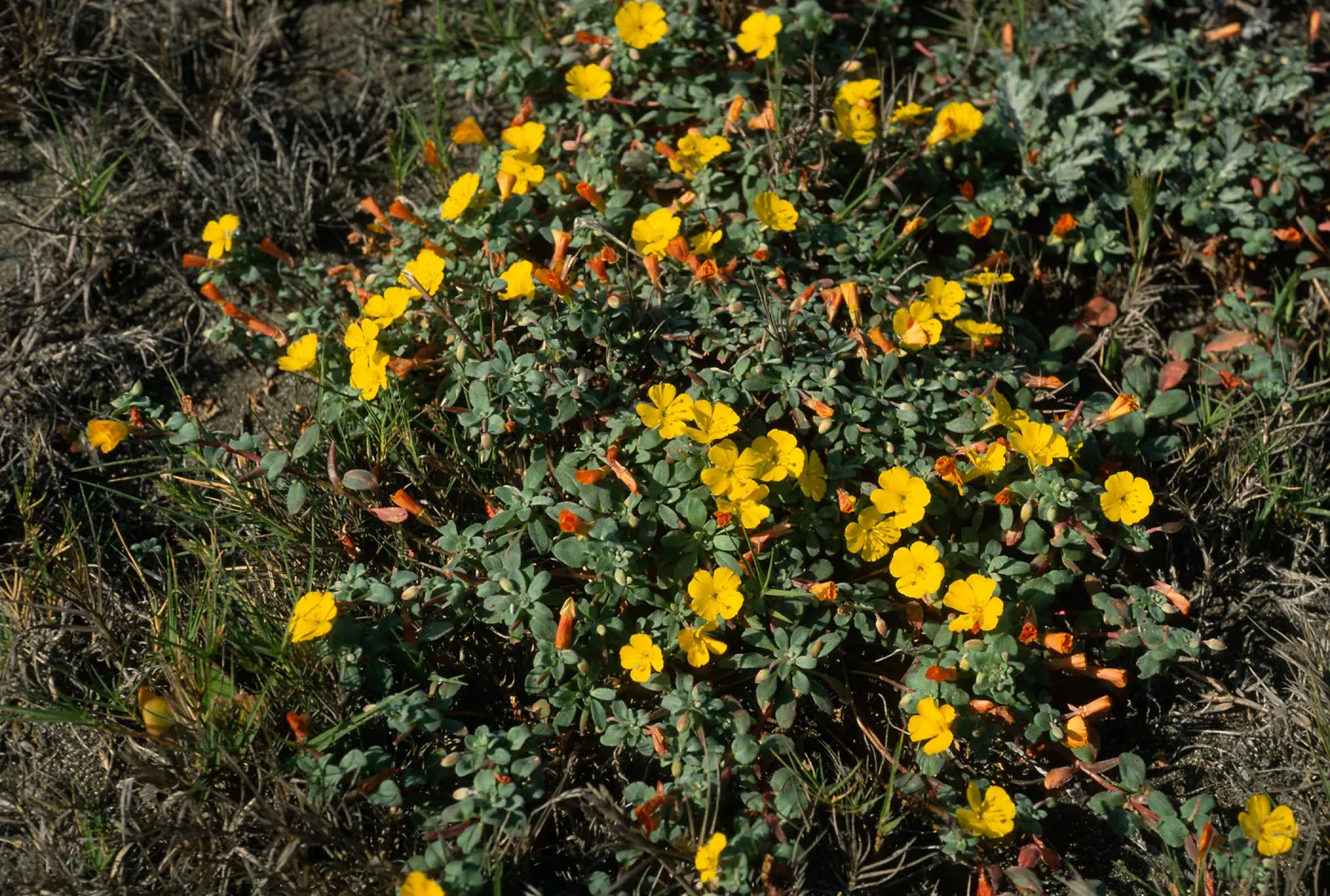 Camissonia cheiranthifolia, Christy Beach, Santa Cruz Island