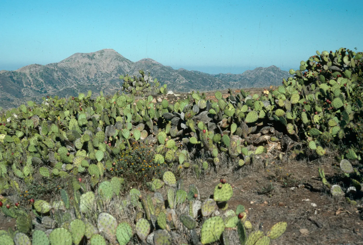 Opuntia oricola, Salta Verde ridge, Catalina Island