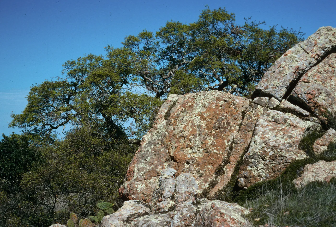 Quercus pacifica, along road to Little Harbor, Catalina Island