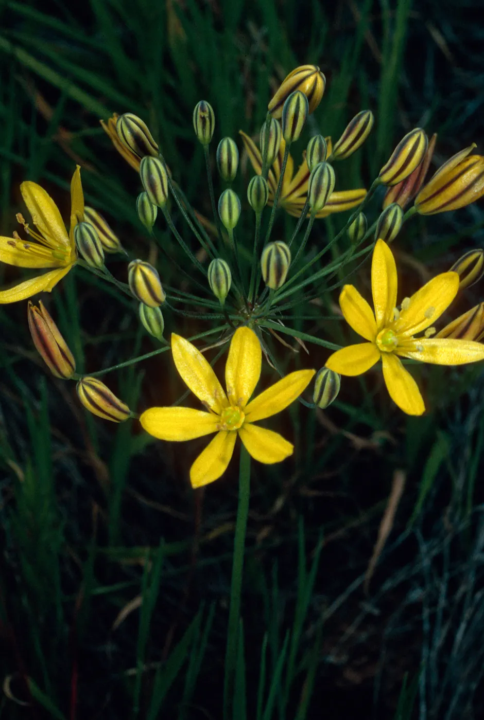 Bloomeria crocea, East side of Catalina Harbor, Catalina Island