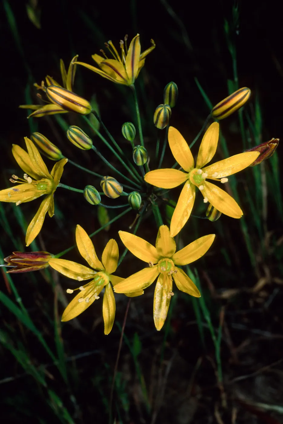 Bloomeria crocea, Catalina Island