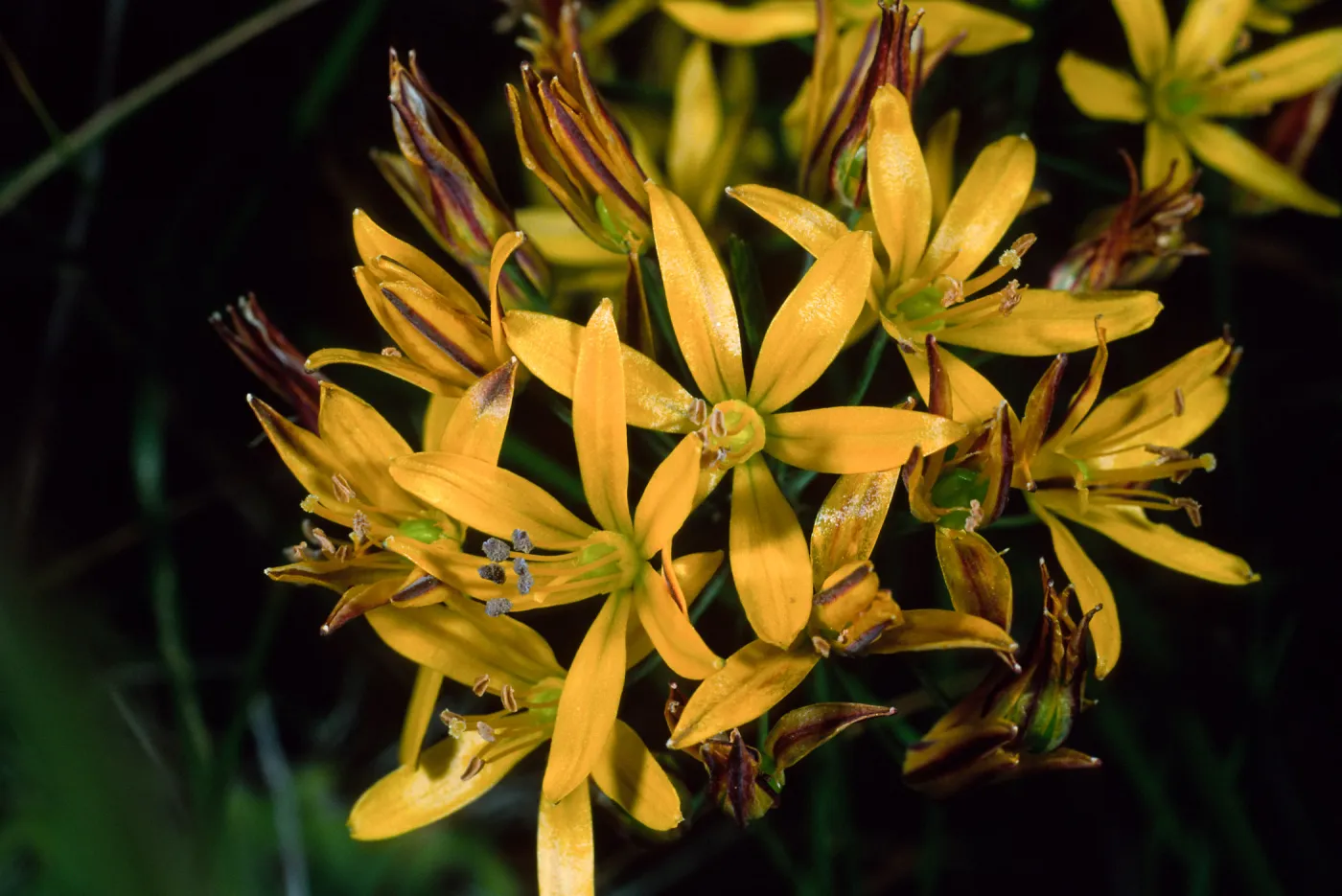 Bloomeria crocea, Catalina Island