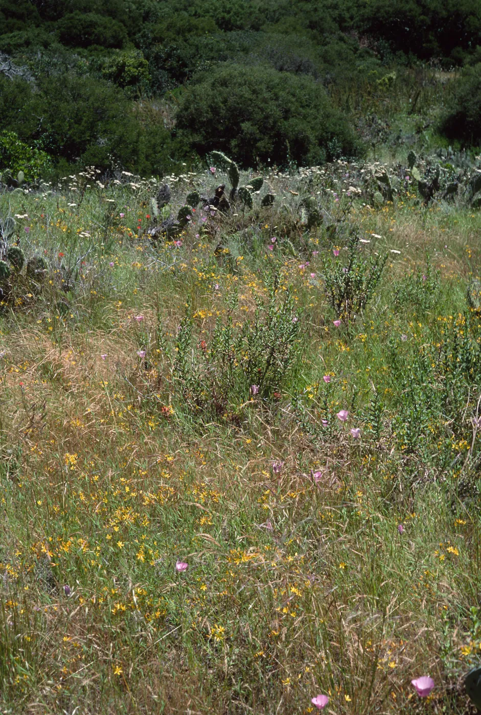 wildflowers: Achillea (Yarrow), Bloomeria (gold star), Calochortus, East of Isthmus, Catalina Island