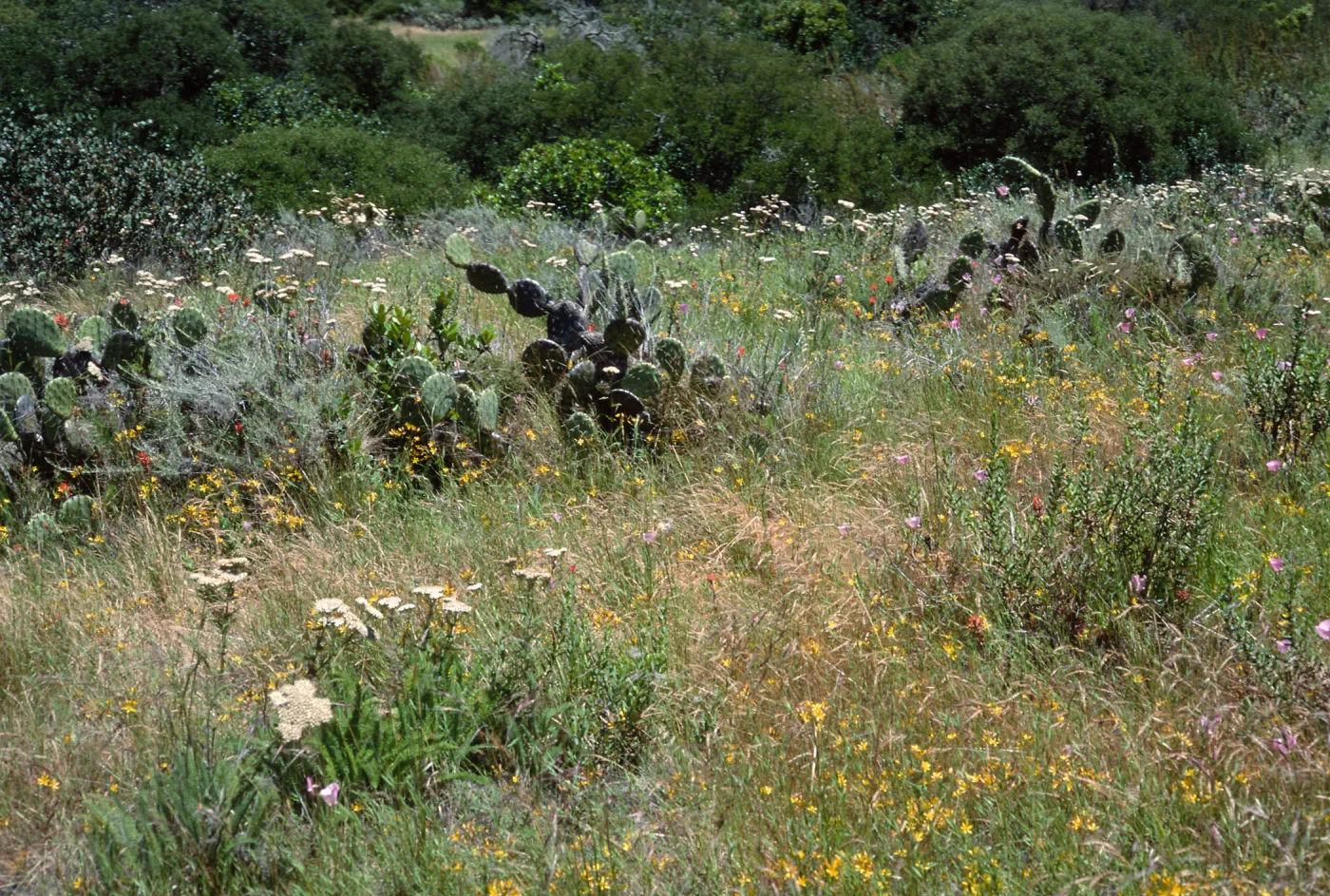 wildflowers: Achillea (yarrow), Bloomeria (Gold Star), Calochortus, East of Isthmus, Catalina Island