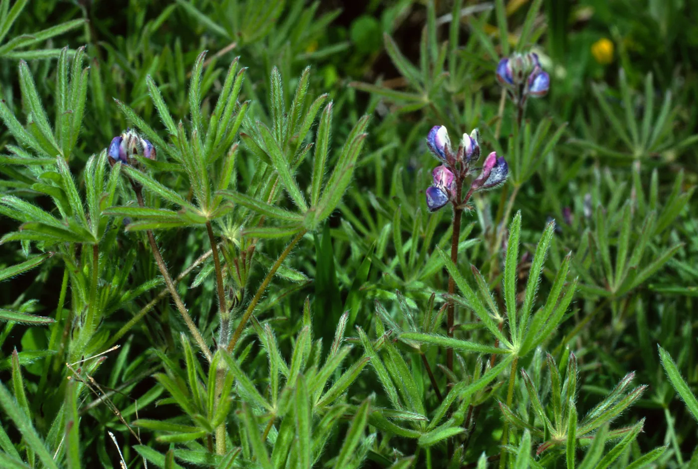 Lupinus bicolor, Cape Canyon, Catalina Island