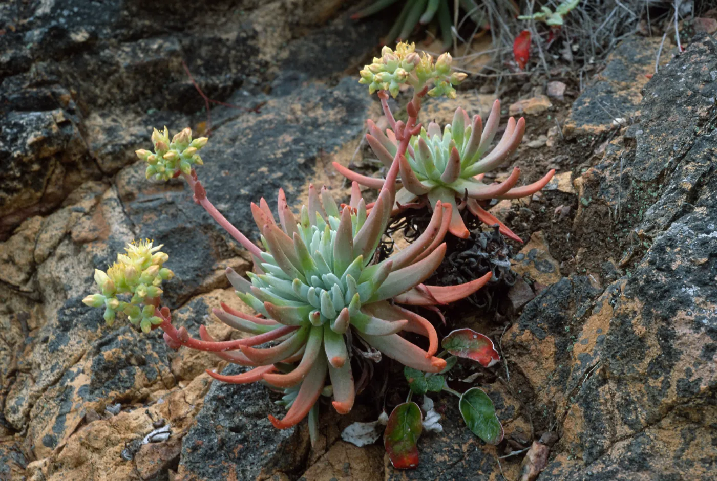 Dudleya virens hassei, Goat Harbor, Catalina Island