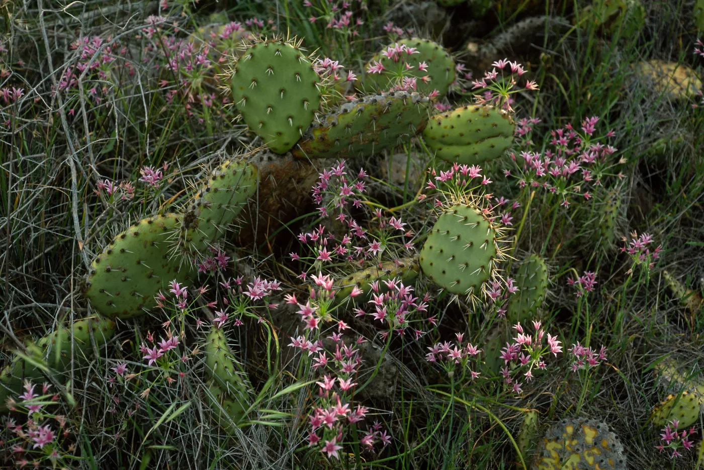 Opuntia oricola w/Allium, Catalina Island