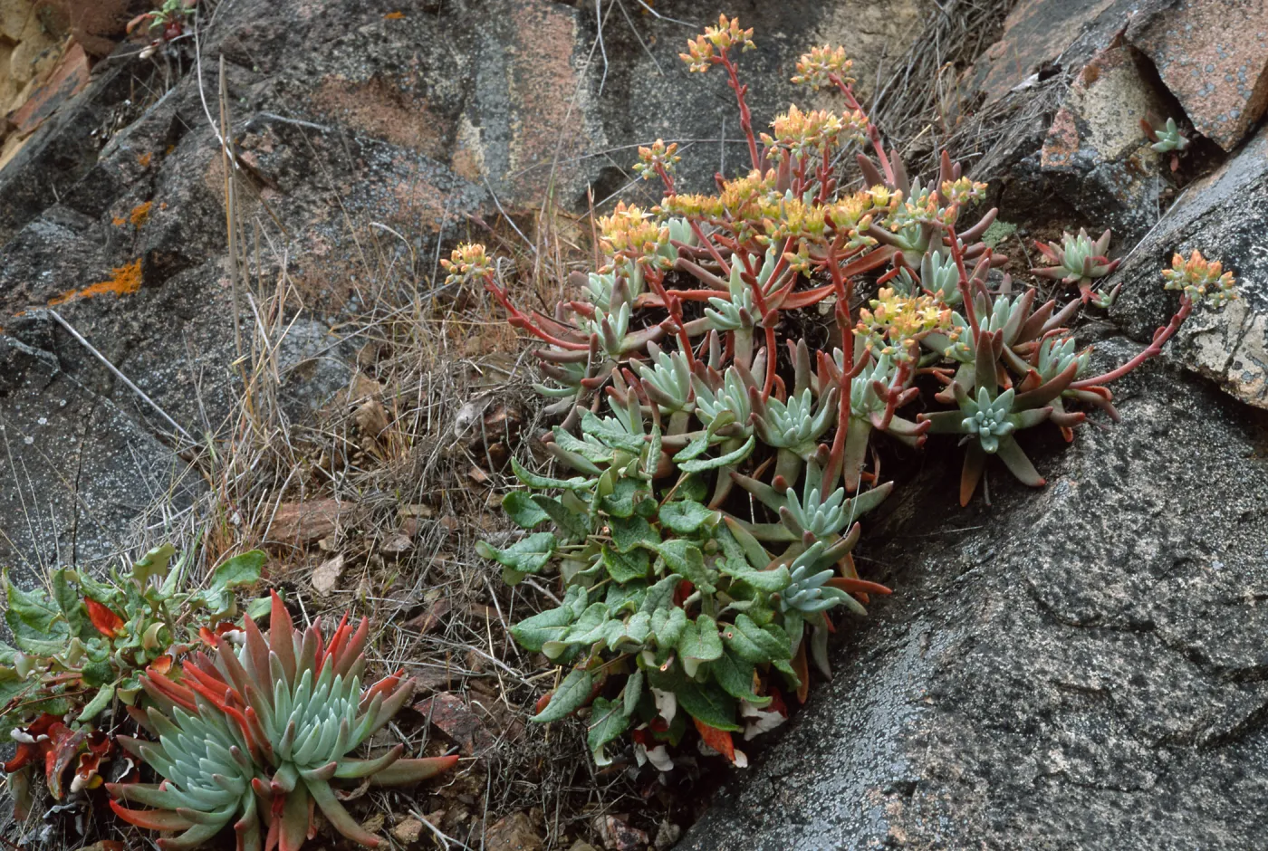 Dudleya virens hassei, Goat Harbor, Catalina Island