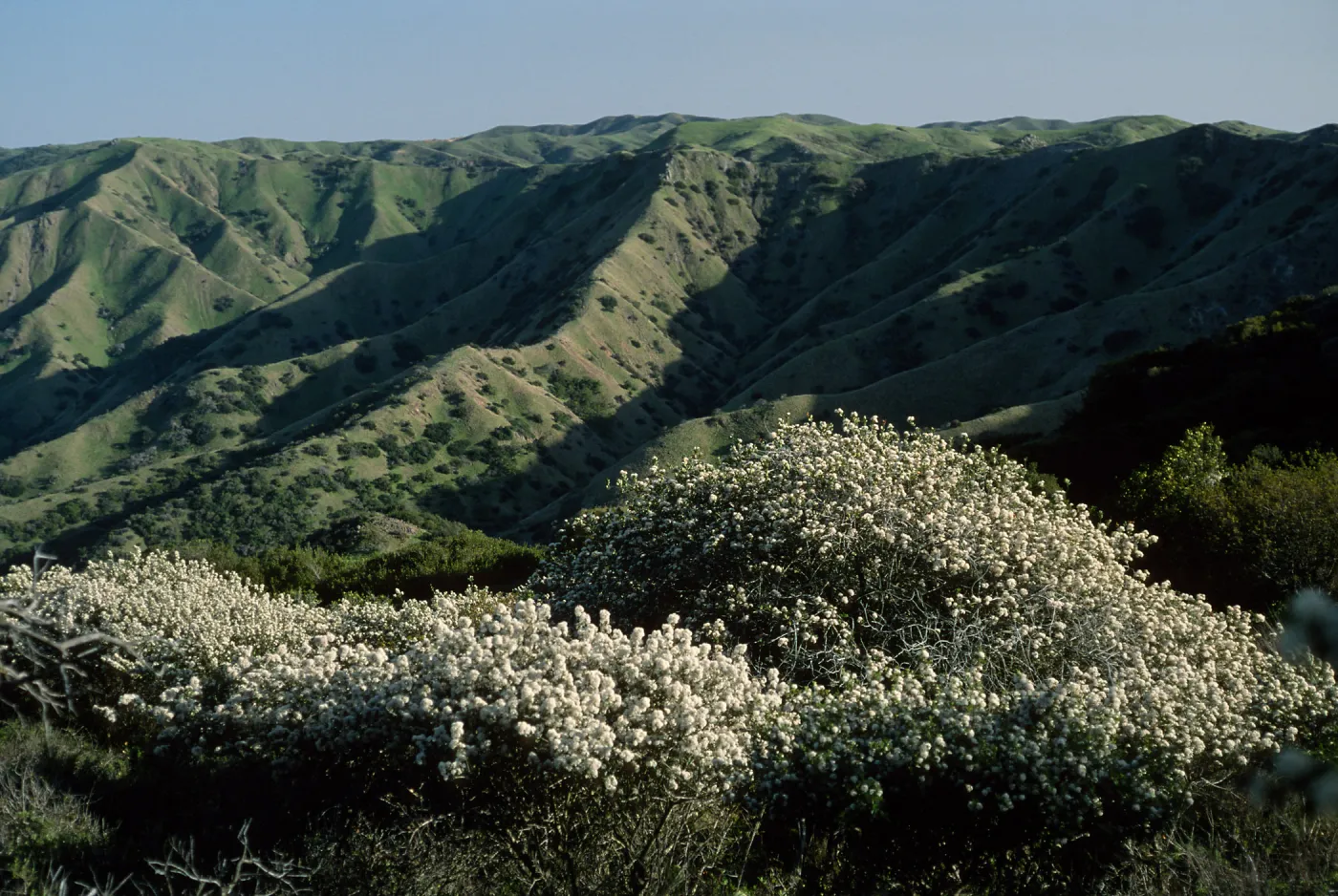 Ceanothus megacarpus insularis, Catalina Island