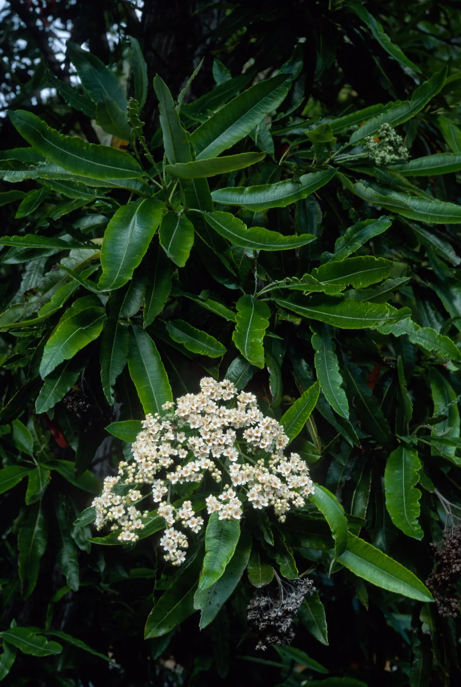 Lyonothamnus floribundus floribundus, Wrigley Garden, Catalina Island