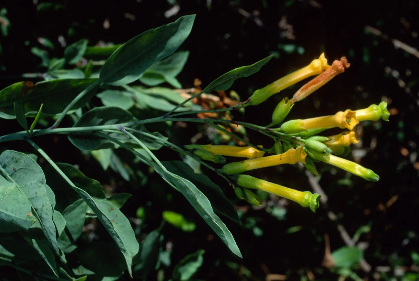 Nicotiania glauca, Silver Canyon, Catalina Island