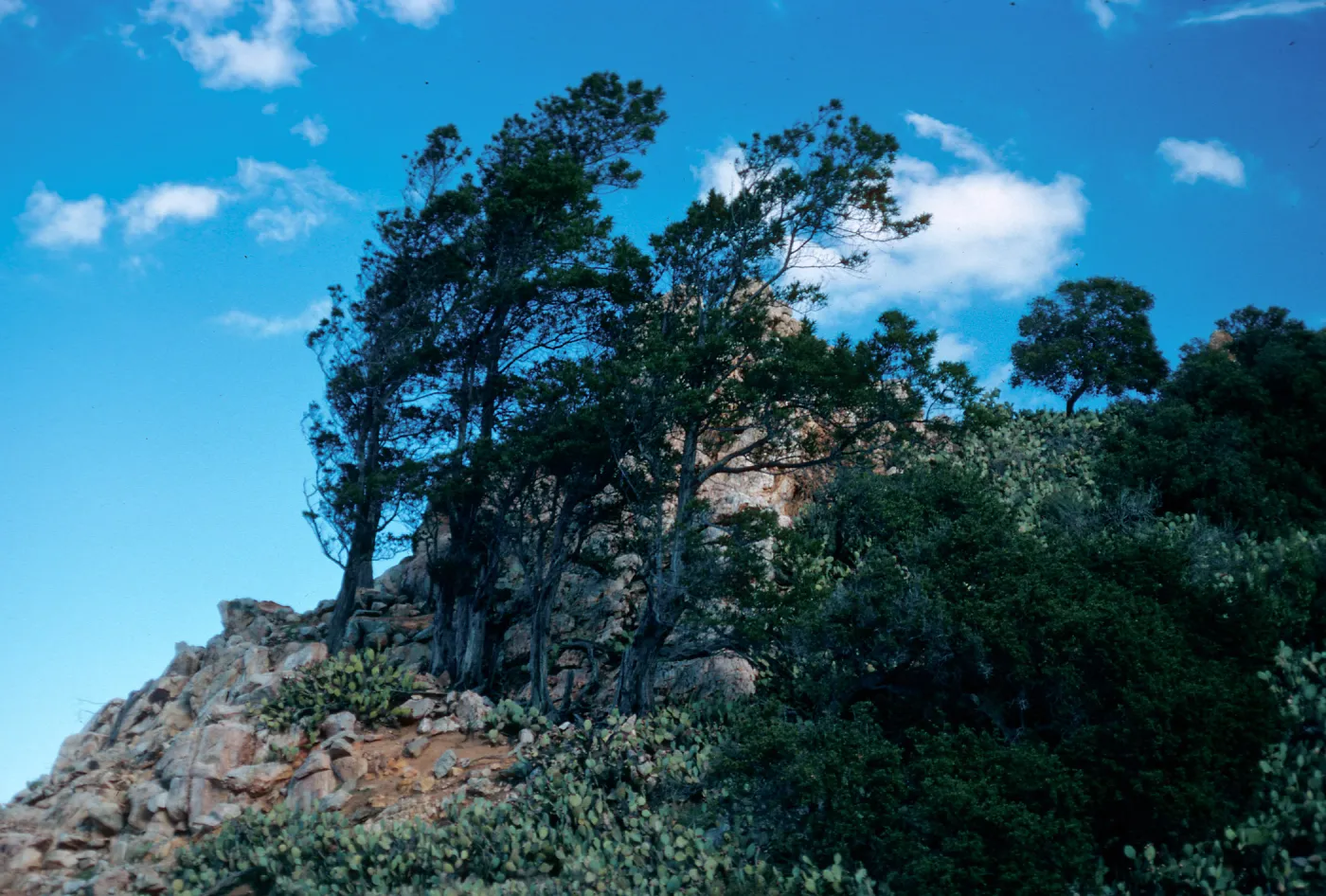 Lyonothamnus floribundus, Goat Harbor Canyon, Catalina Island