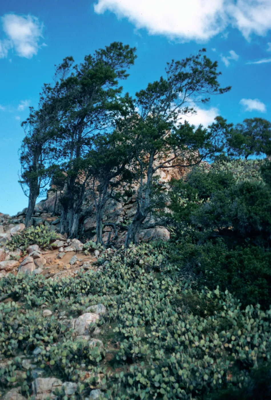 Lyonothamnus floribundus, Goat Harbor Canyon, Catalina Island