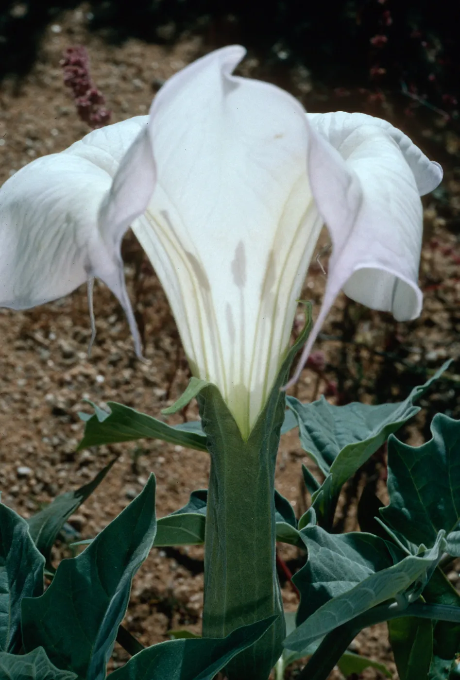 Datura wrightii, Joshua Tree