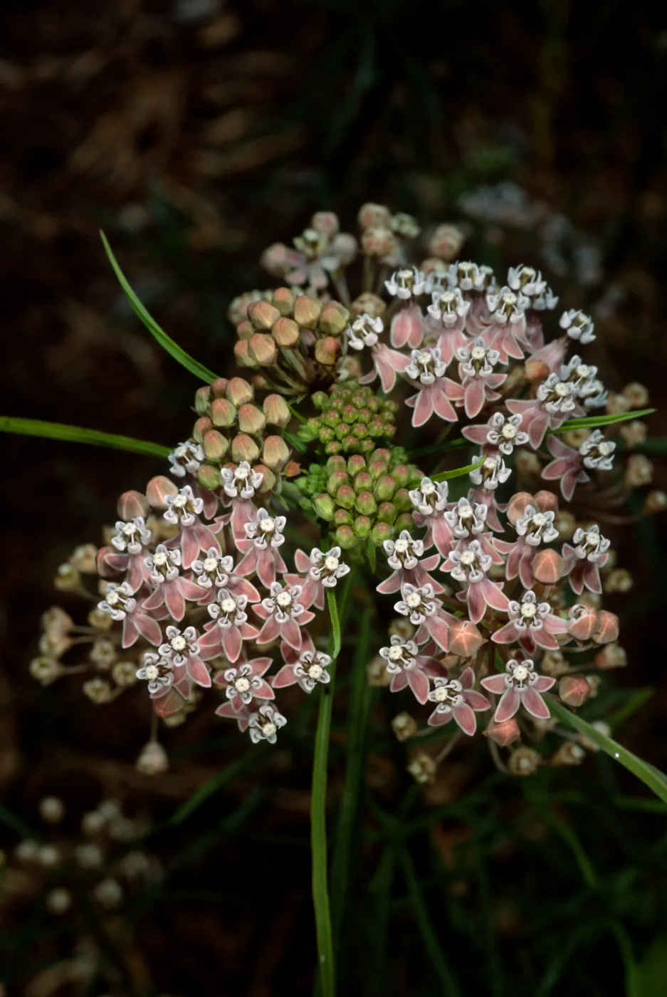 Asclepias fascicularis, Santa Barbara Botanic Garden