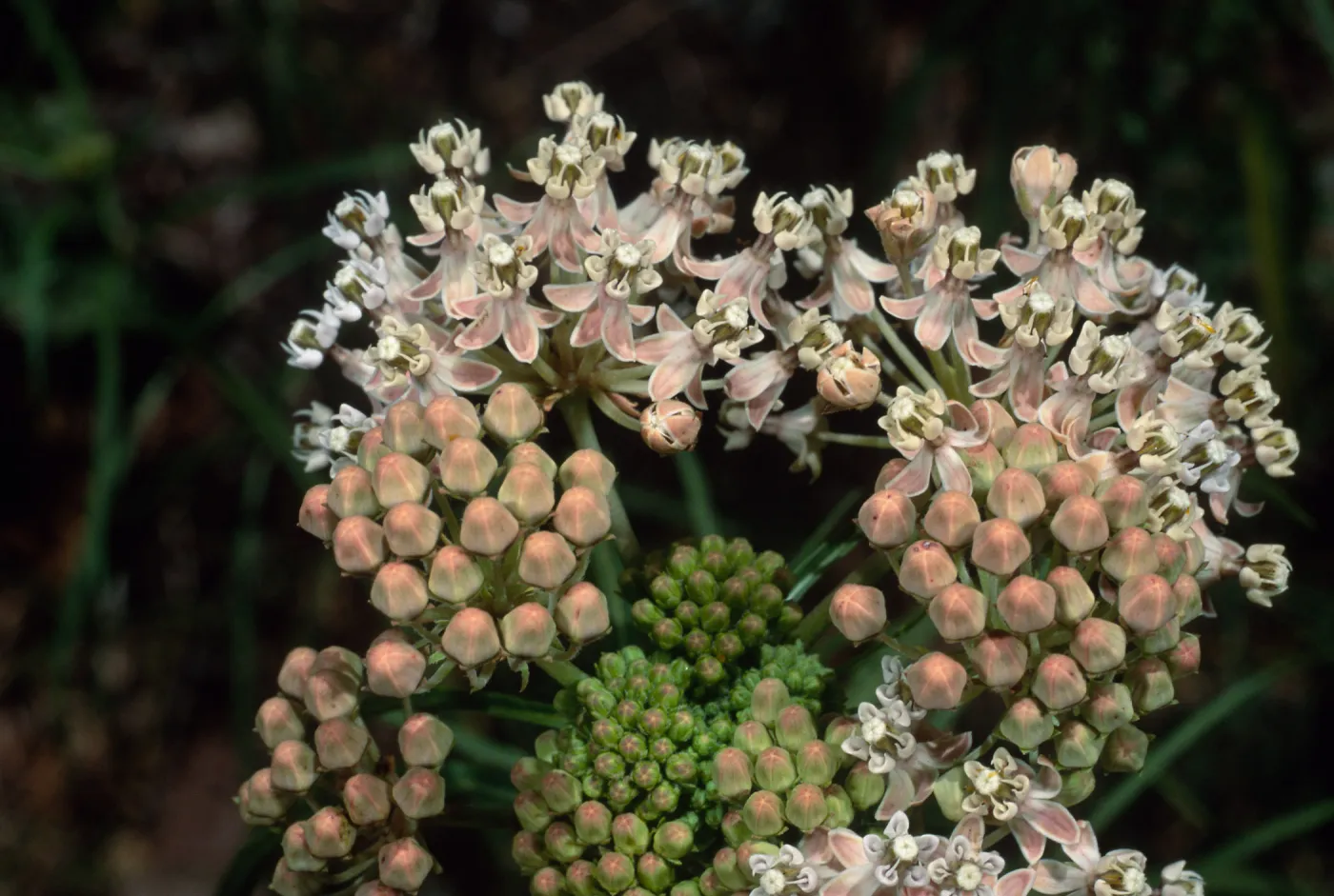 Asclepias fascicularis, Santa Barbara Botanic Garden