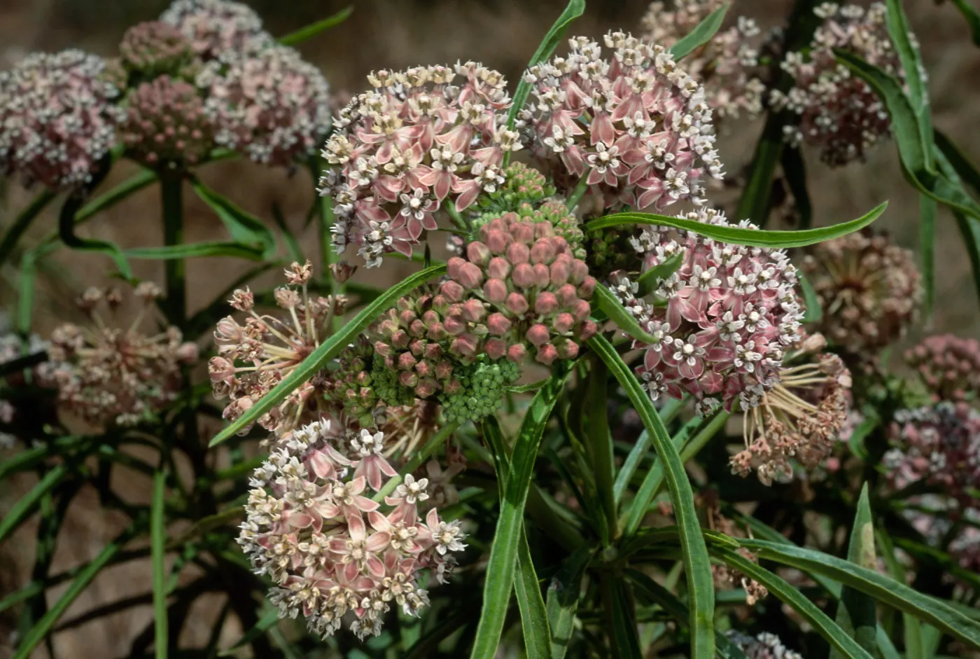 Asclepias fascicularis, Cherry Cove, Catalina Island
