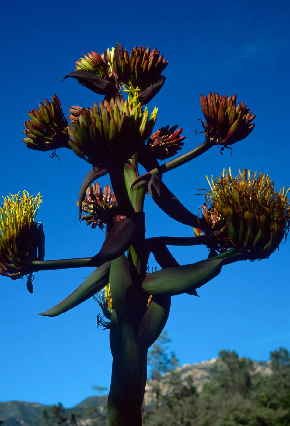Agave shawii, Santa Barbara Botanic Garden