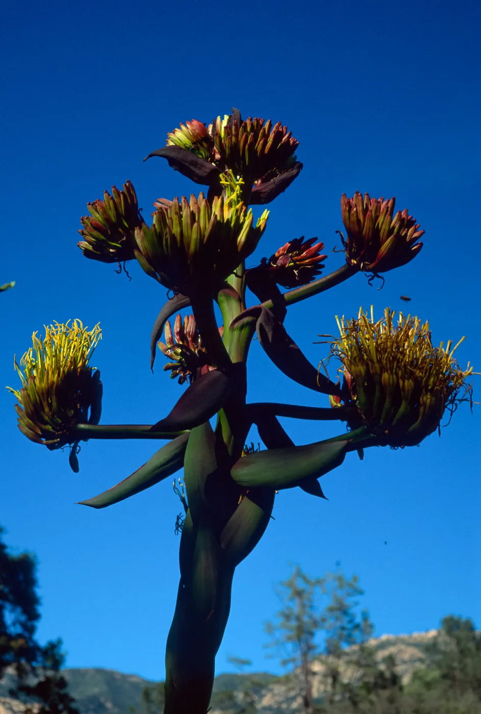 Agave shawii, Santa Barbara Botanic Garden