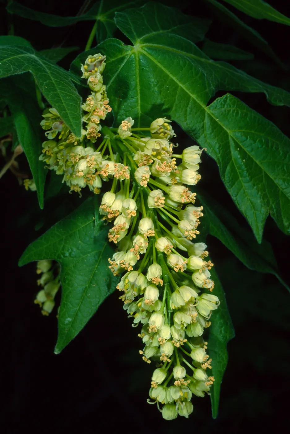 Acer macrophyllum, West fork of Cold Springs Trail, Santa Ynez Mountains