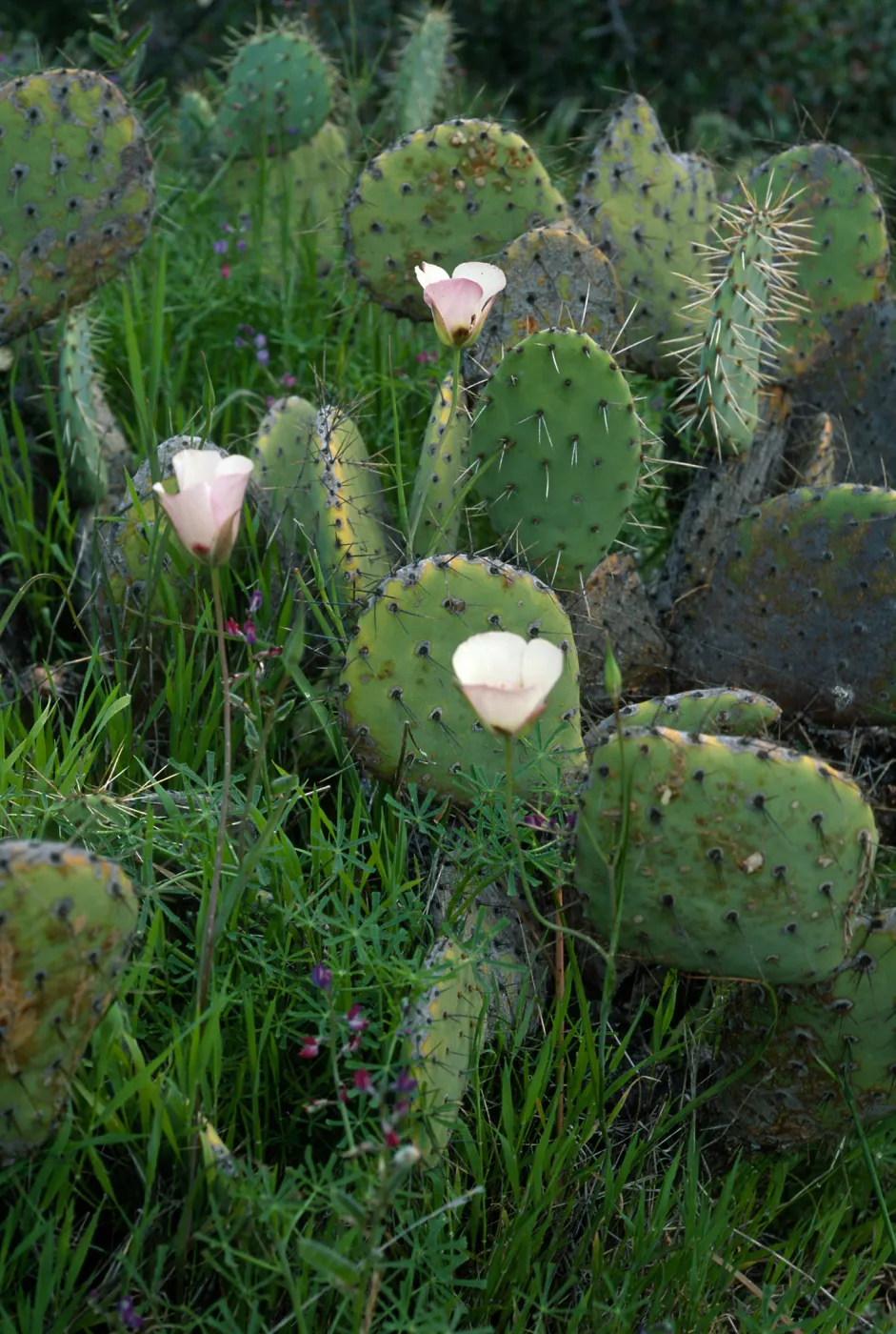 Calochortus catalinae, Opuntia oricola, Lupinus truncatus, above Toyon Bay, Catalina Island