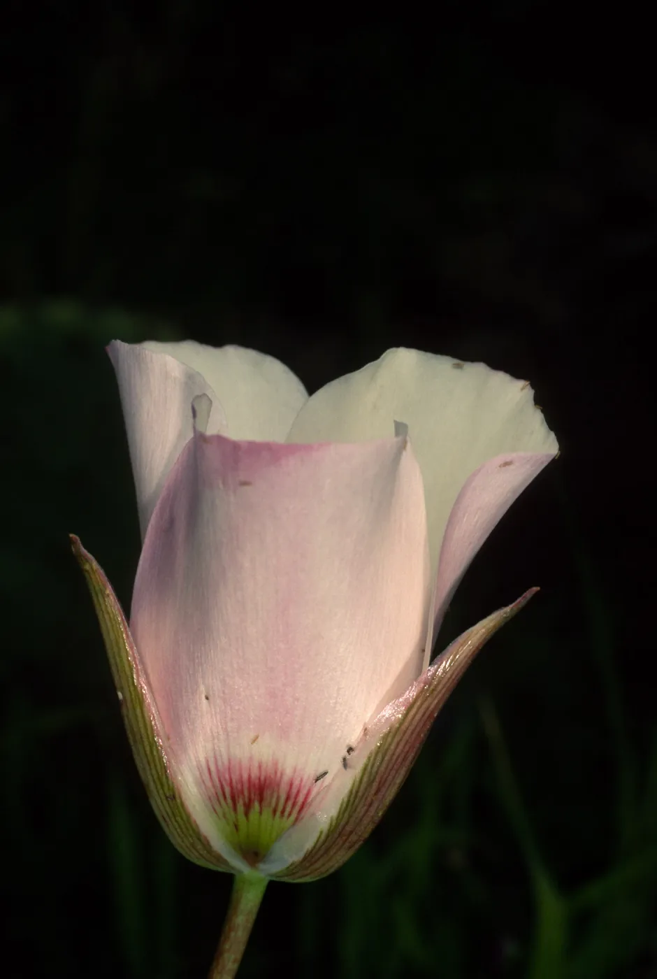 Calochortus catalinae, above Toyon Bay Road, Catalina Island
